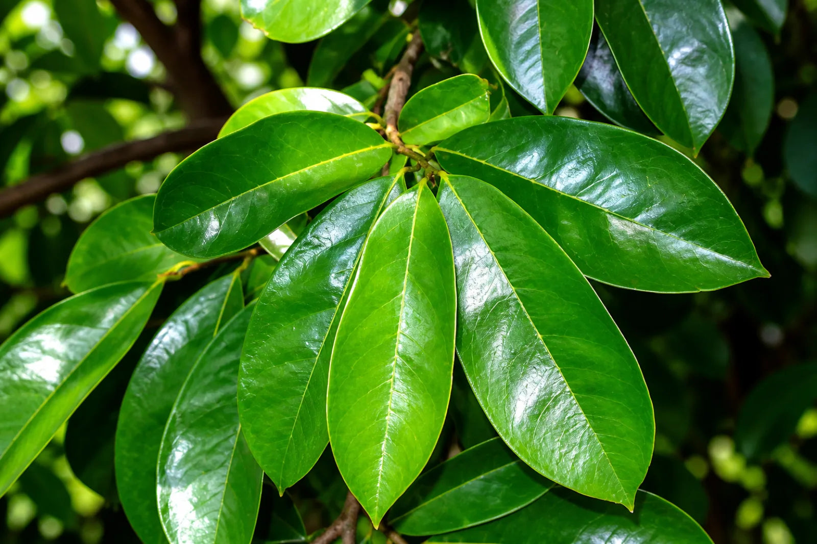 Soursop (Guyabano)
